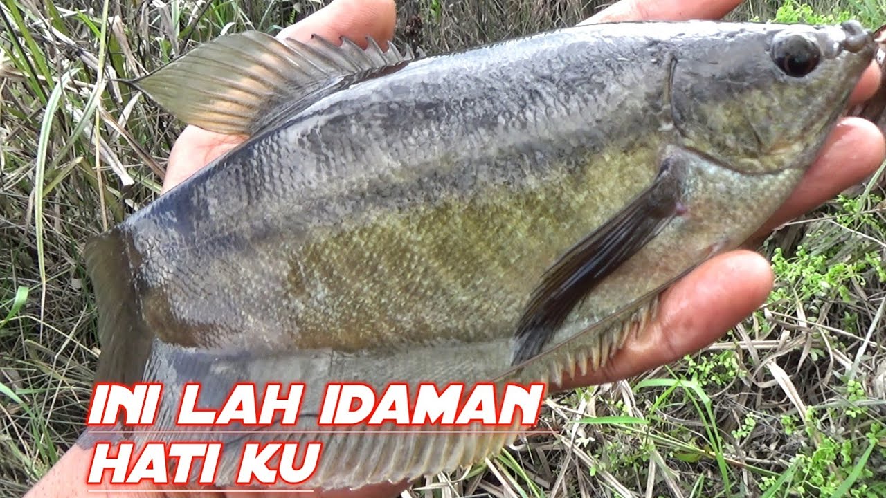 SESUAI HARAPAN IKAN NYA BABON,MANCING SEPAT SIAM