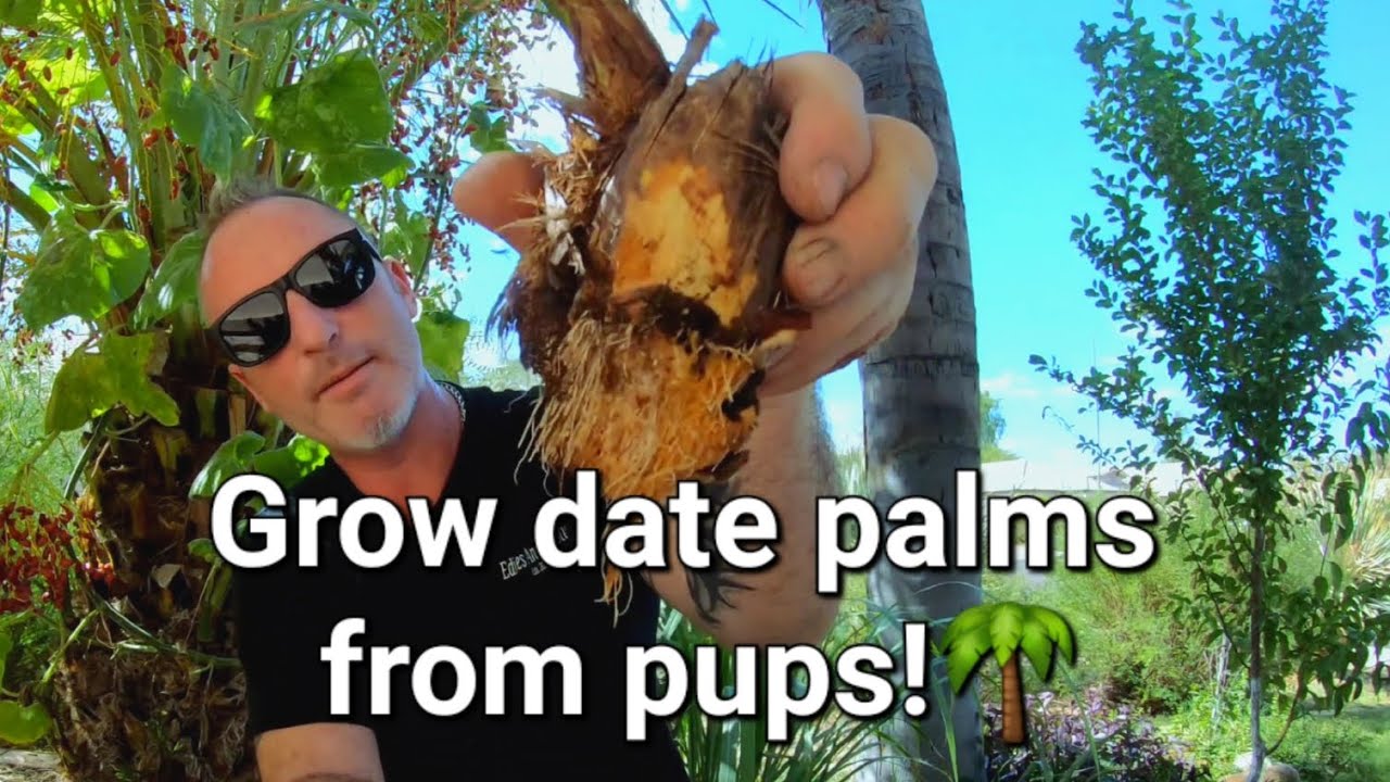 How to harvest date palm pups.