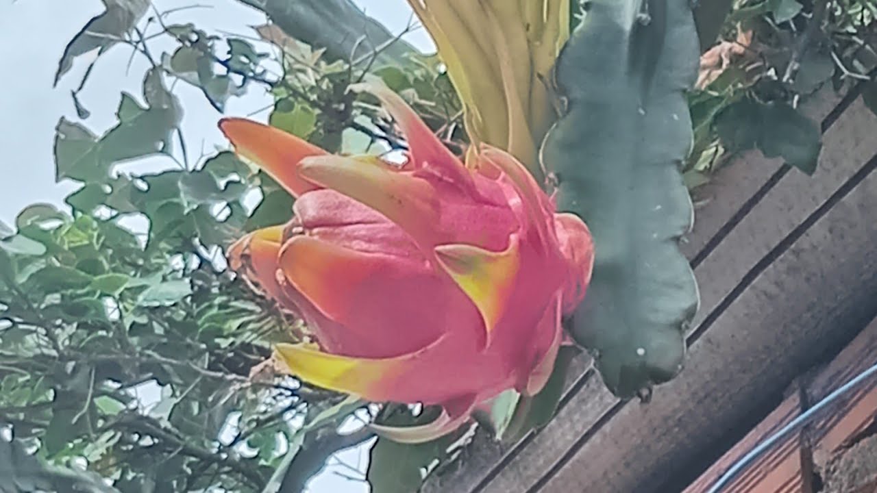 Olha como as plantas estão bonitas
