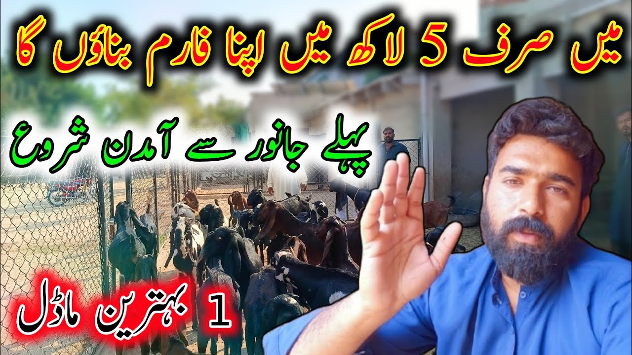 How Can I Start Goat Farming In Just 5 Lac Rupees - Goat Farming Buisness