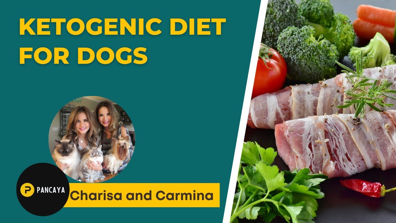 Ketogenic diet for dogs. Benefits of coconut oil. Charisa and Carmina