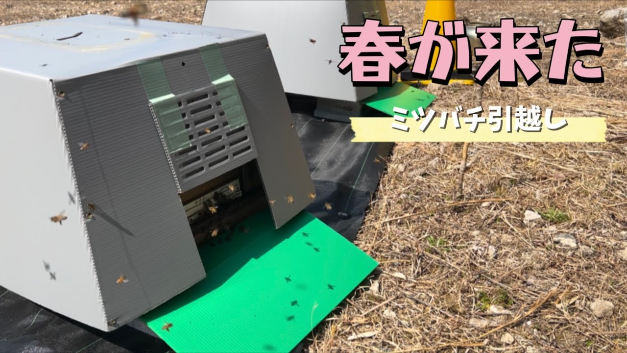 養蜂場拡大！ミツバチのお引越し