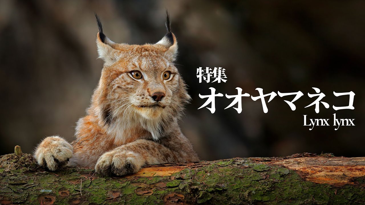オオヤマネコ　美しき森のハンター