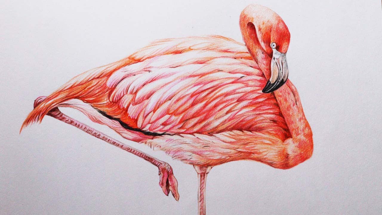 Flamingo Drawing in Color Pencils | How to Draw a Flamingo | Bird Drawing