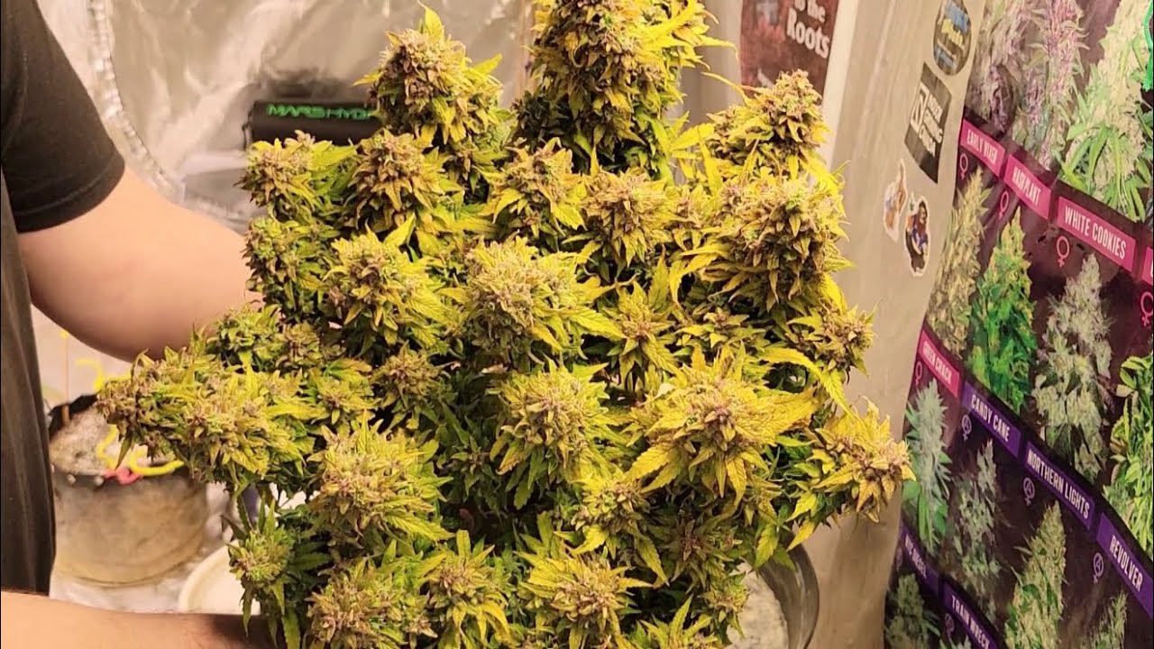Harvesting The Rest Of The Purple Kush And NLxBB. @MarsHydro_official #marshydro