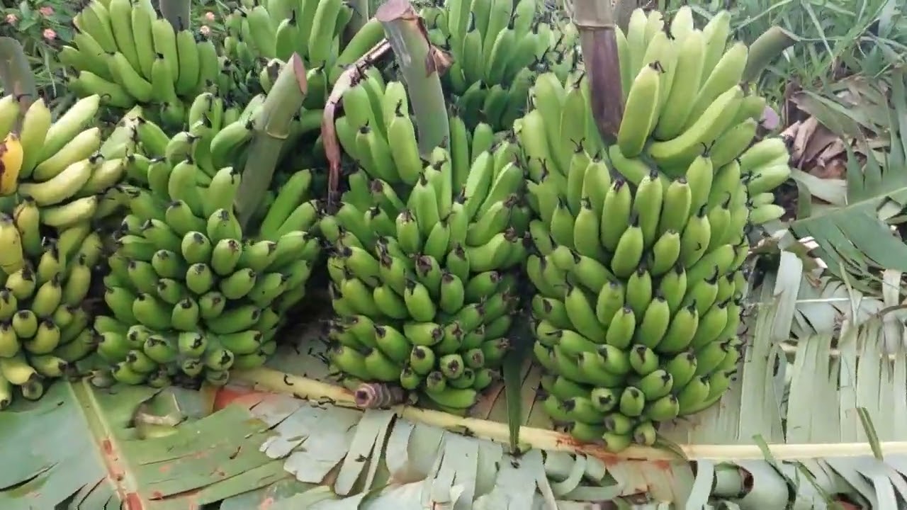 GROWING BANANAS, AVOCADO & GUAVAS