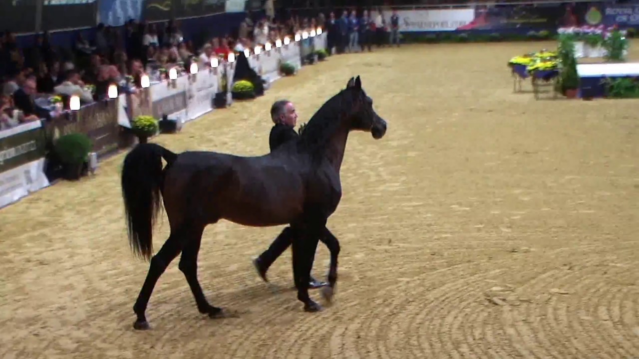 Memories of Aachen 2017 - Part 7 - Gazal Al Shaqab