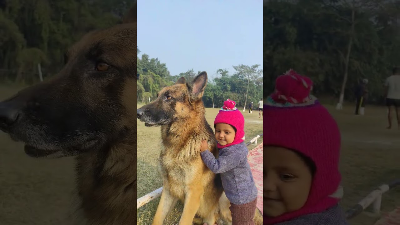 #germanshepherd