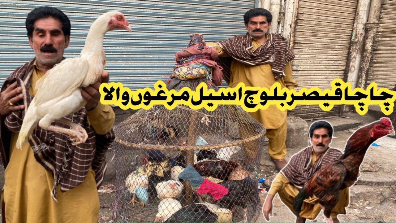 Aseel Murgh Markeet Larri Ada Lahore||CHACHA QAISAR BALOCH|| #aseel #aseelmurgh @azeembirdsvlog-m9e 