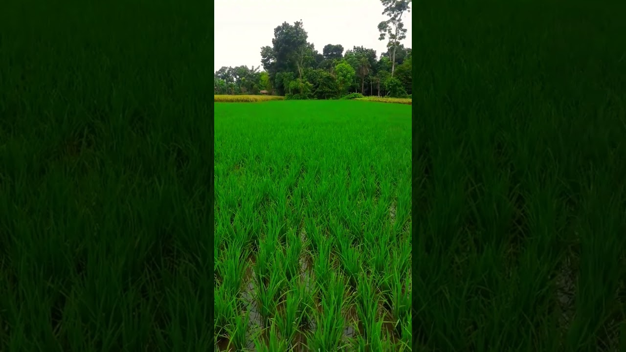 Nature #challenge #nature #howtogrowwintervegetables