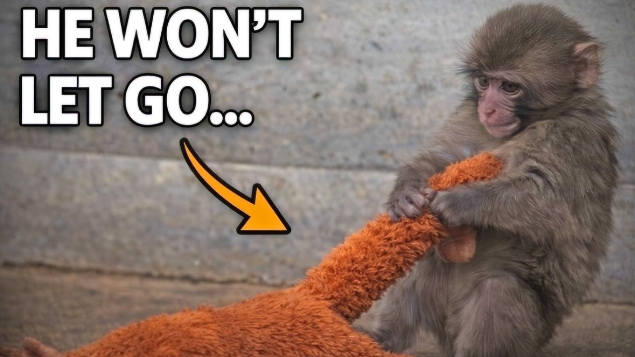 He Won&rsquo;t Let Go&hellip; 🥺 Punch & His Oran Mama
