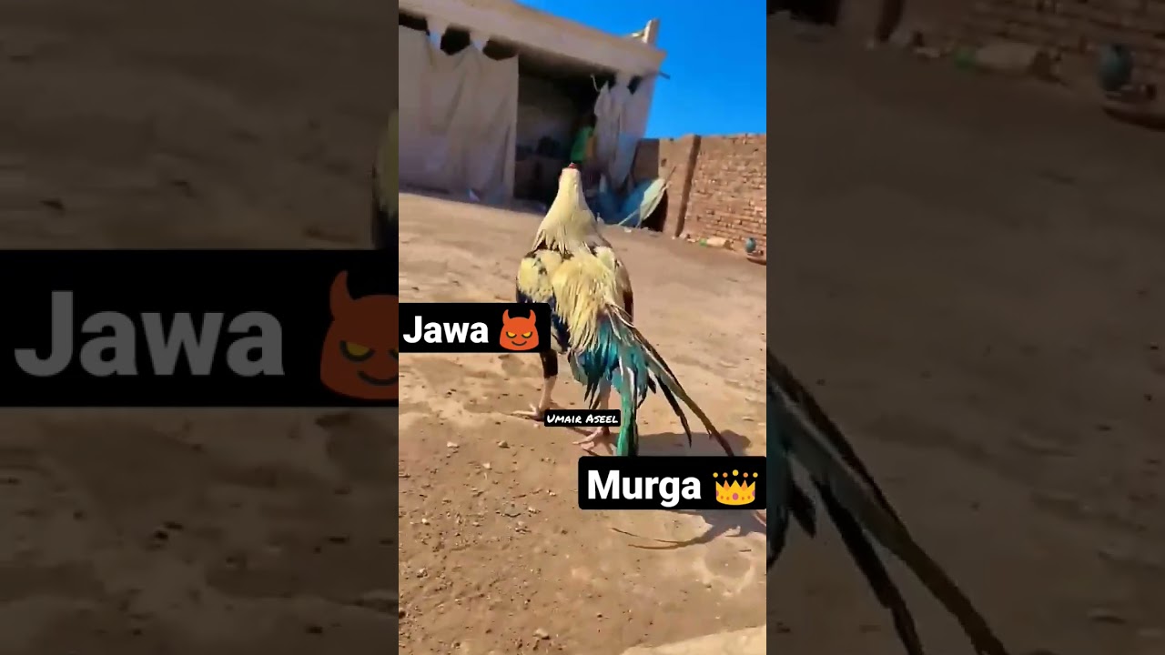 Beautiful Jawa Aseel Murga #aseel #aseelmurga