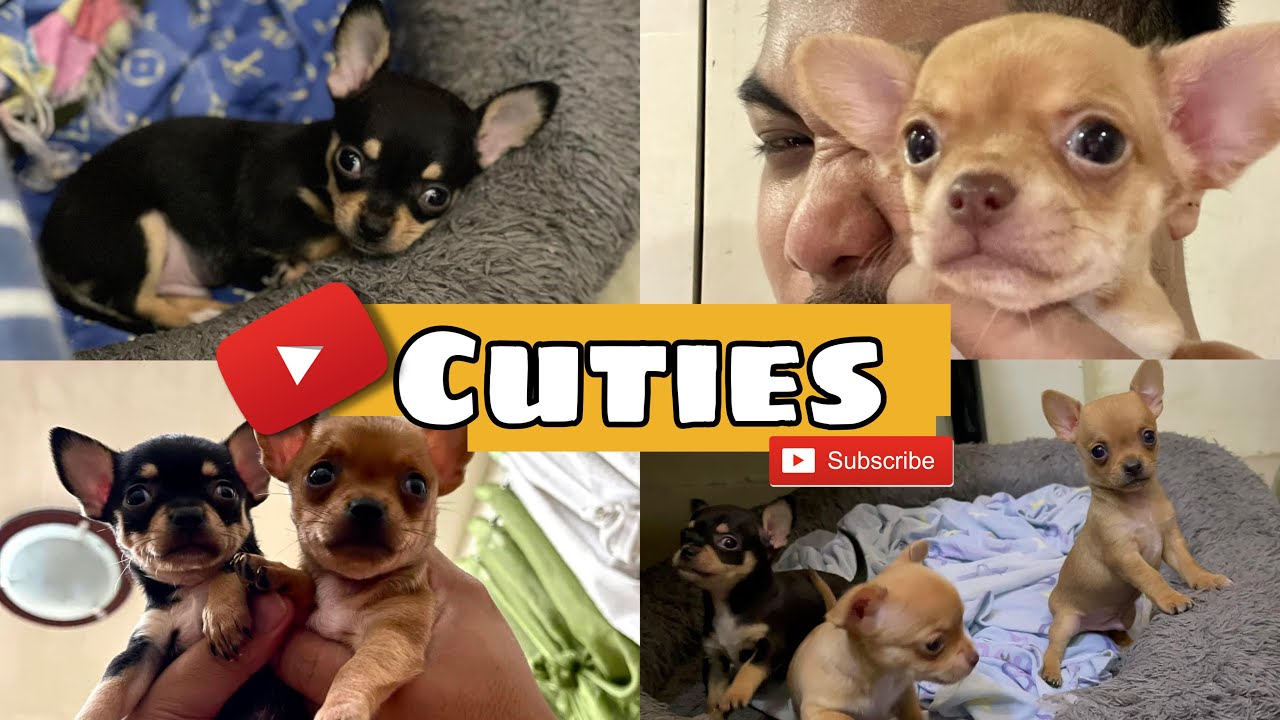 Chihuahua Puppies (from day 1 to 7 weeks)