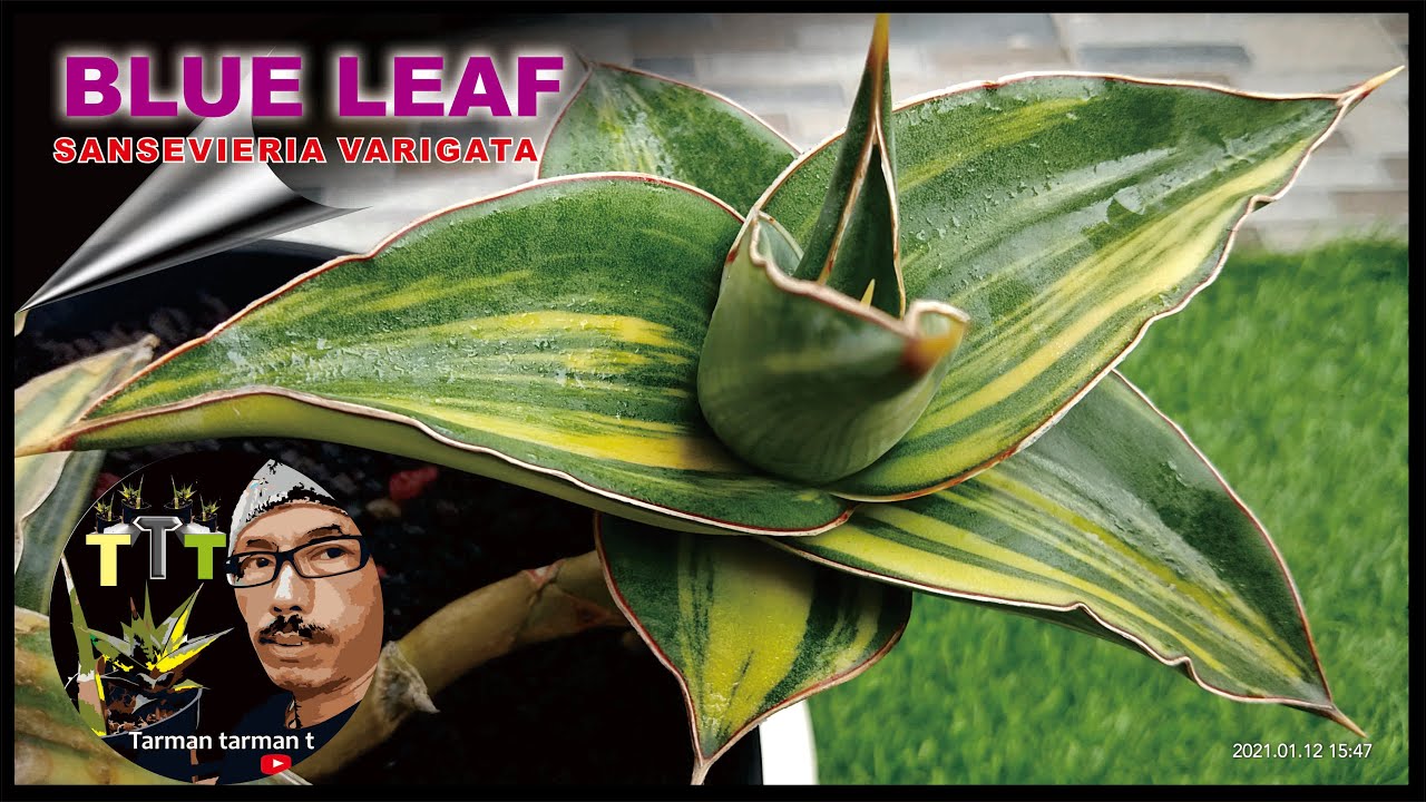 SansevieriaBLUE LEAF  BIKIN PENASARAN PENGGEMAR