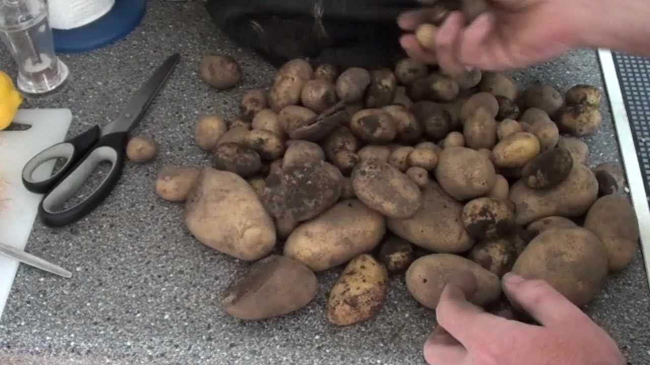 How to store potatoes