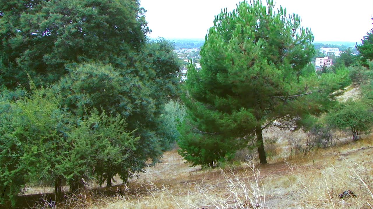 Curic&oacute; Cerro Carlos Condell