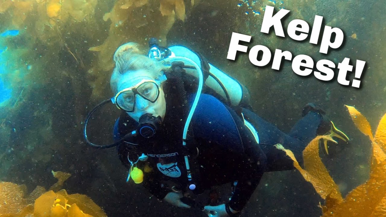 Scuba Diving Catalina Island | Casino Dive Park | Diving with Sea Lions