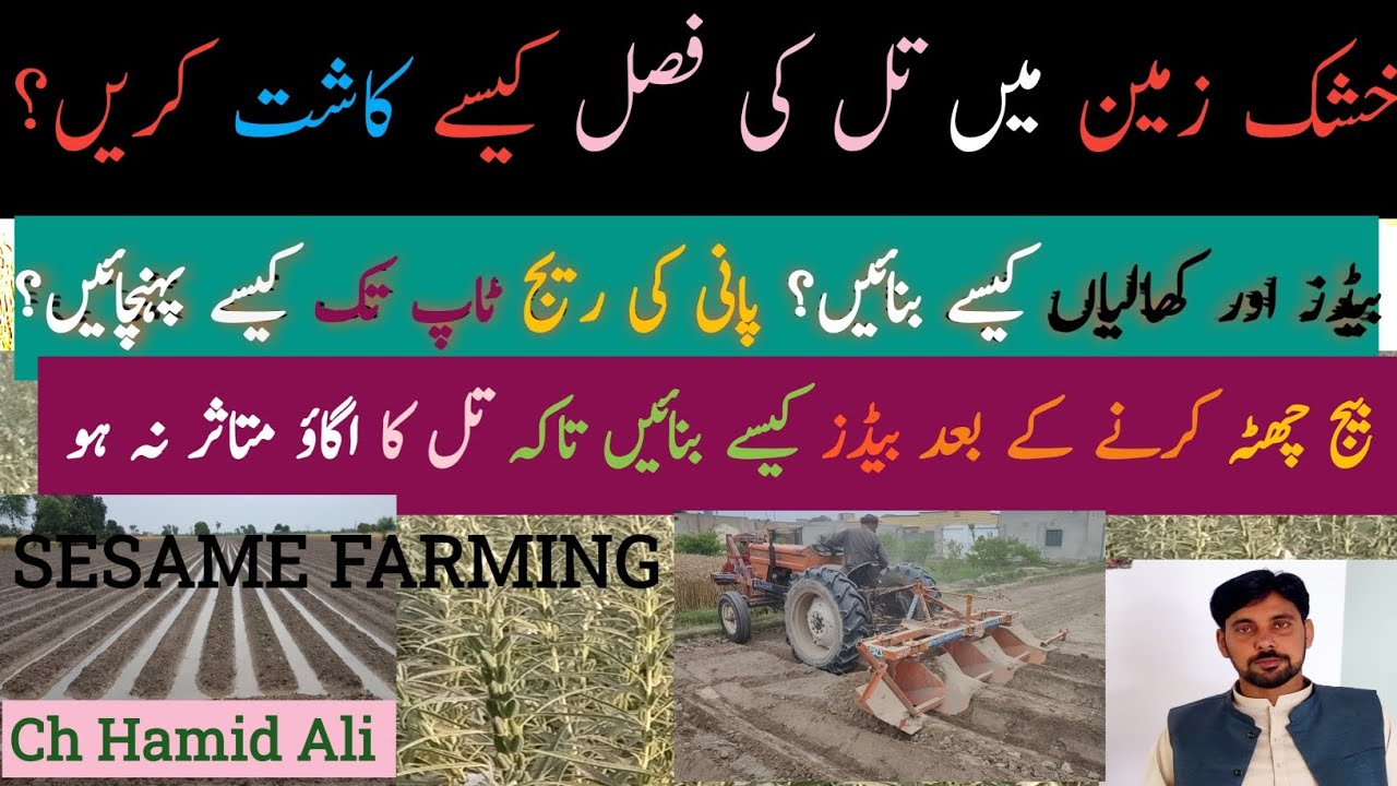 تل کی کاشت خشک زمین پر کیسے کریں |پلانٹر یا ریجر کیساتھ کھالیاں کیسے بنائیں|Till ki kasht Planter ke