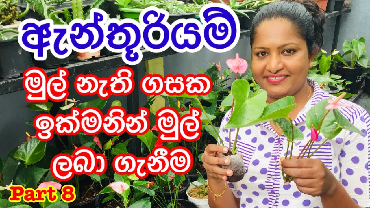 #Anthurium /How to get roots for Anthurium#Plants ඇන්තූරියම් මුල් නැති ගසක මුල් ඉක්මනින් ලබා ගැනීම.
