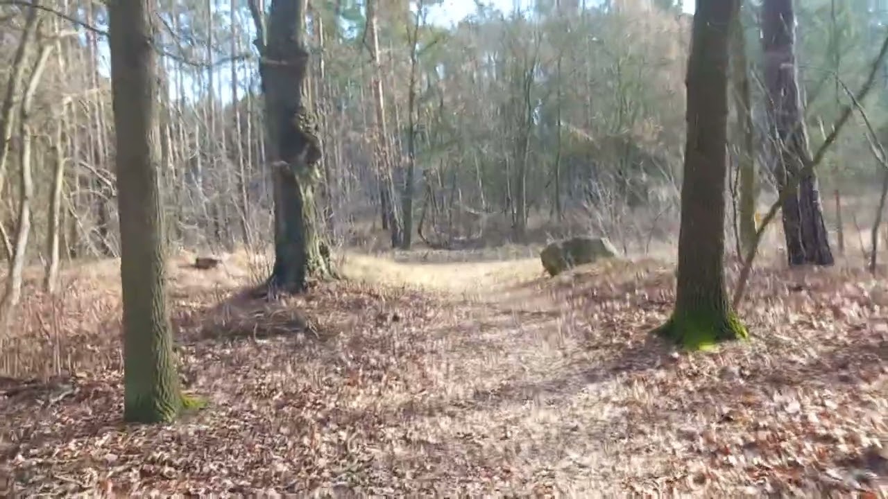 Heute mal im Wald paar Würstchen kochen und spazieren gehen Teil 6