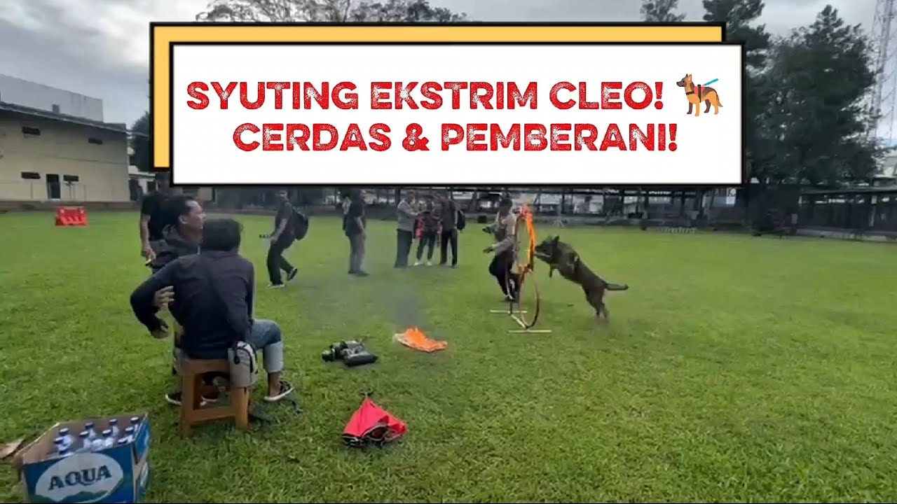 SYUTING EKSTRIM CLEO🐕‍🦺CERDAS & PEMBERANI‼️ #k9 #syuting #trending