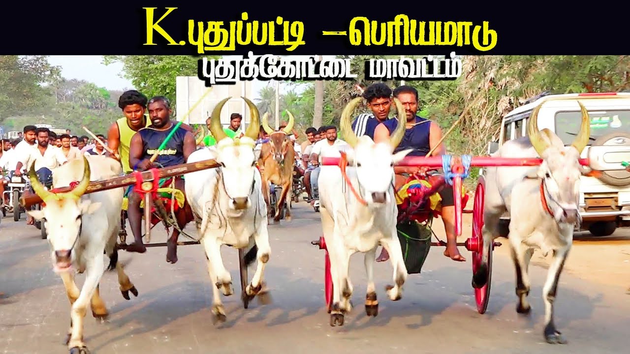 புதுக்கோட்டை மாவட்டம் K புதுப்பட்டி பெரியமாடு