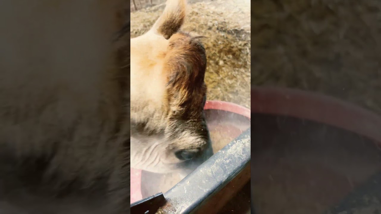 ASMR Animal Chores 