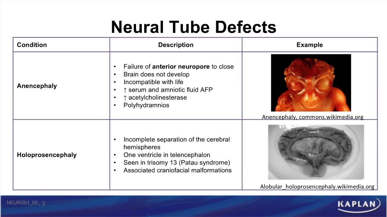 USMLE® Step 1: Neuroscience: Development of CNS Animation