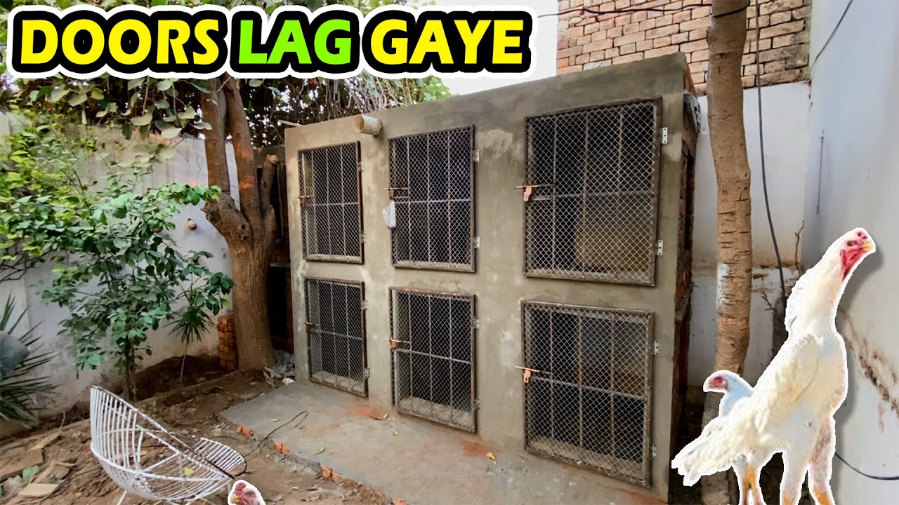 Cages k Doors Bhi Laga Diye 😍🤩 | Day 13 #birds #aseelsetup