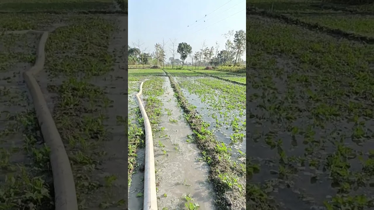 सरसों में पहली सिंचाई पहली खाद। कमाल की फसल