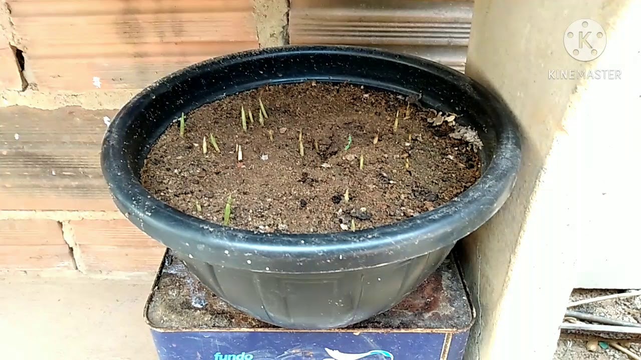 como germinar sementes de palmeiras, e fazer suas mudas🌴🌴