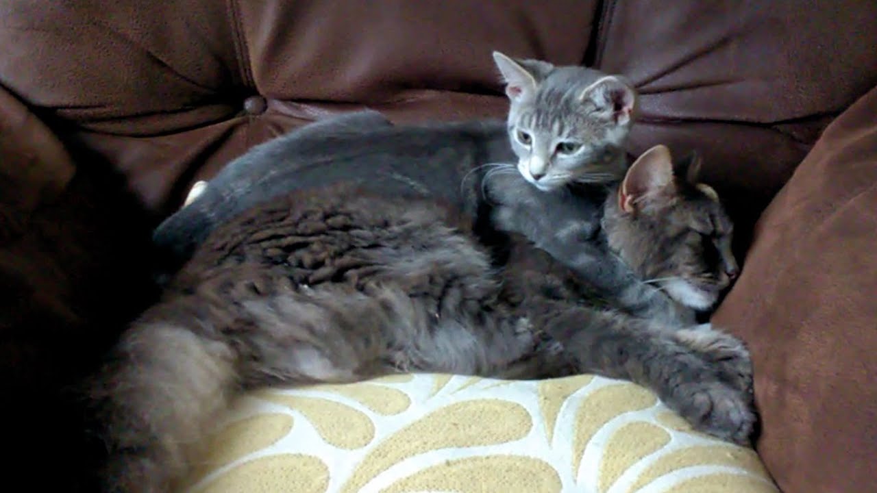 Luna and Bella in Love 2017