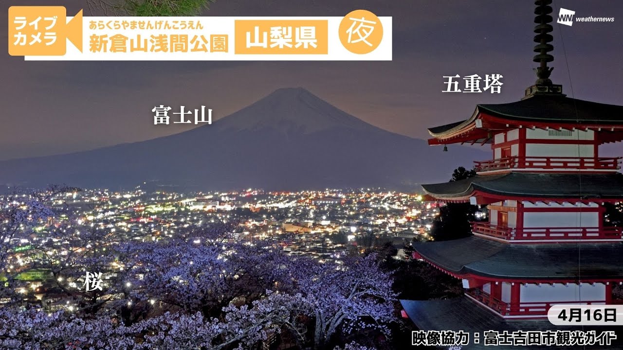 🌸富士山x夜桜x五重塔ライブカメラ🌸山梨県富士吉田市「新倉山浅間公園（あらくらやませんげんこうえん）」　2025年4月16日(水)