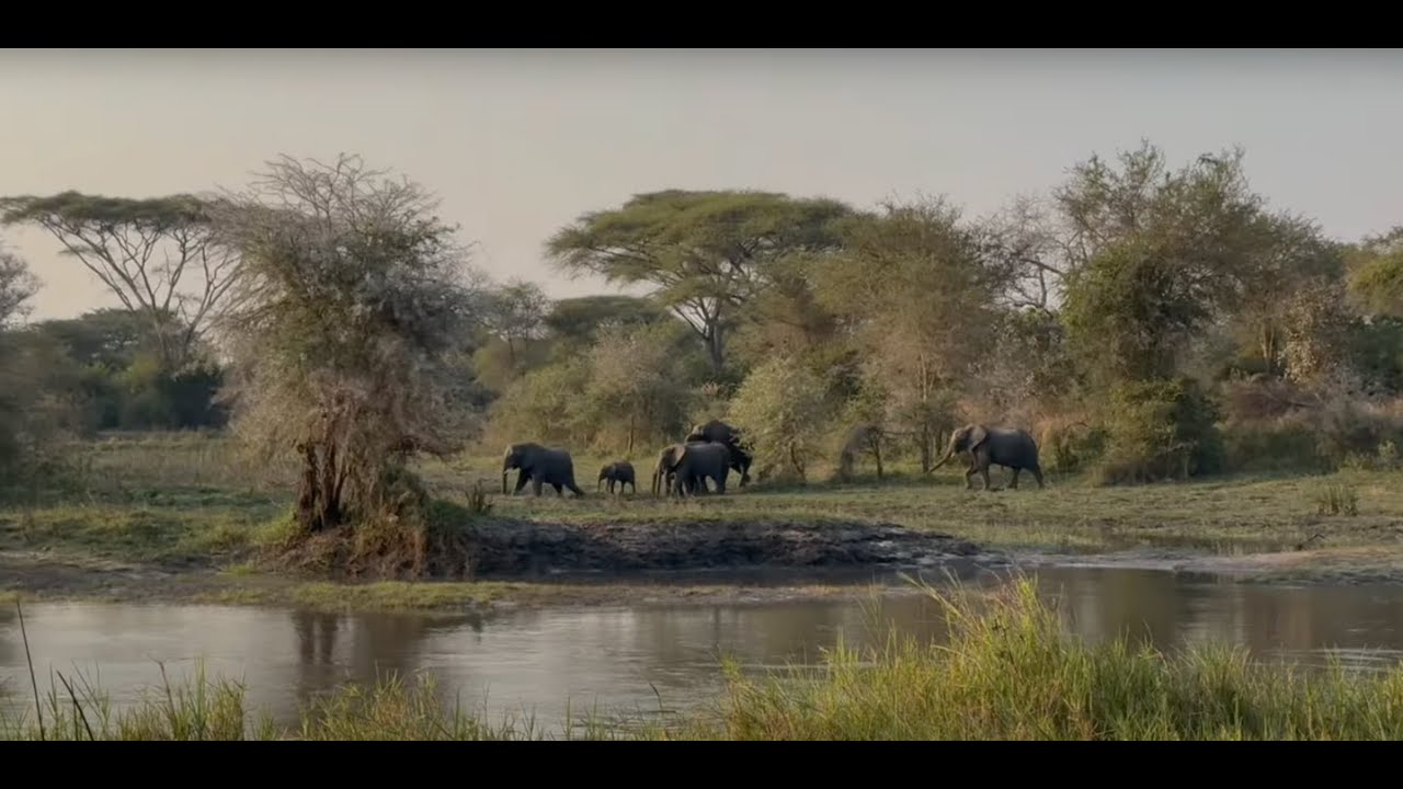Hidden Tanzania: Elephants, Bees and A Wild Corridor