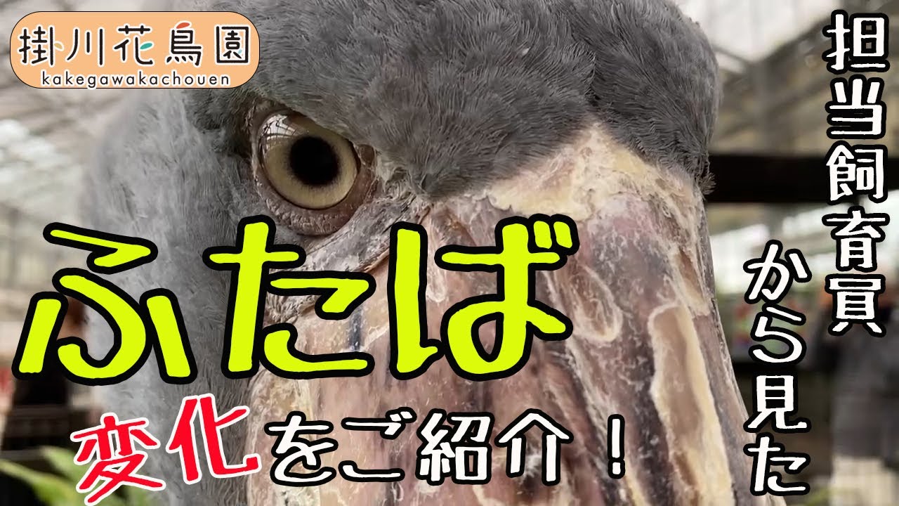 担当飼育員から見たハシビロコウ「ふたば」の変化をご紹介したい！【掛川花鳥園公式】