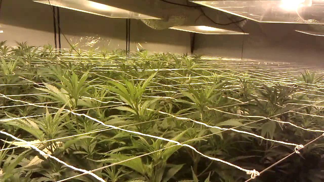 Reeferman's G-13 Haze Day 3