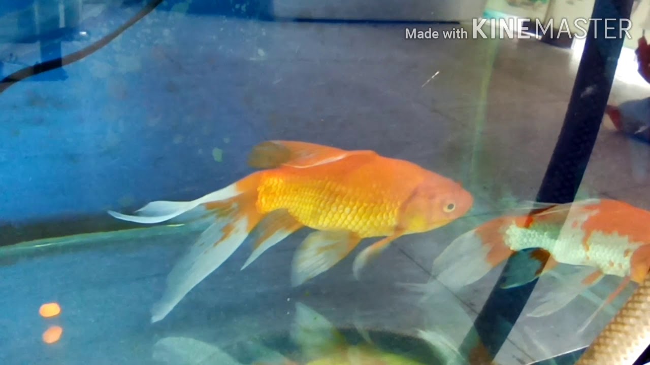 Ajman Animal planet aqurium shop review