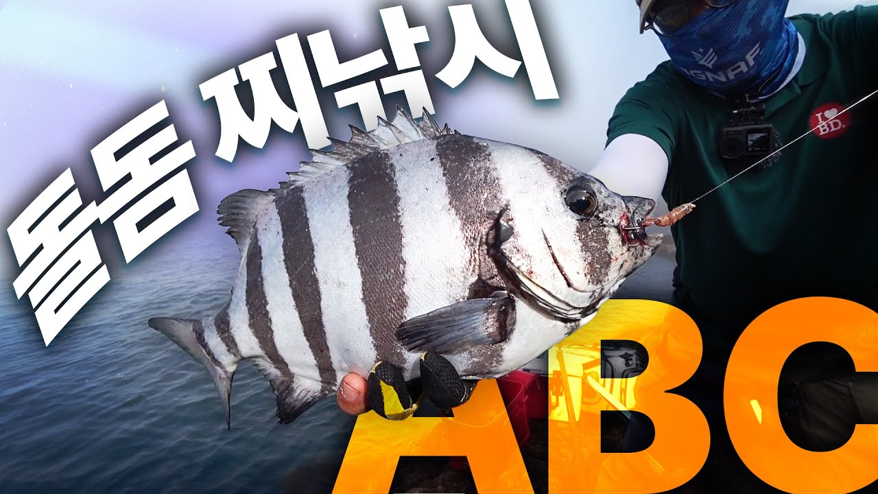 돌돔 찌낚시 입문 ... 맛도 최강! 힘도 최강! ... 돌돔을 찌낚싯대로 낚아봅시다!