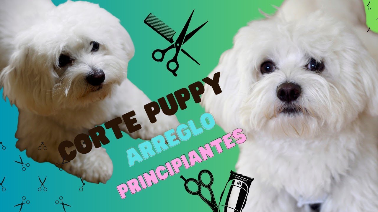 Corte de pelo en perros para PRINCIPIANTES ( Material necesario)