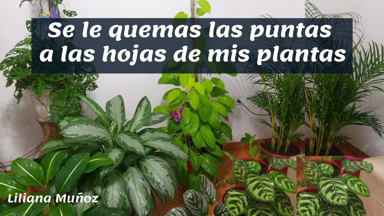 SE LE QUEMAN LAS PUNTAS A LAS HOJAS DE MIS PLANTAS / Liliana Muñoz