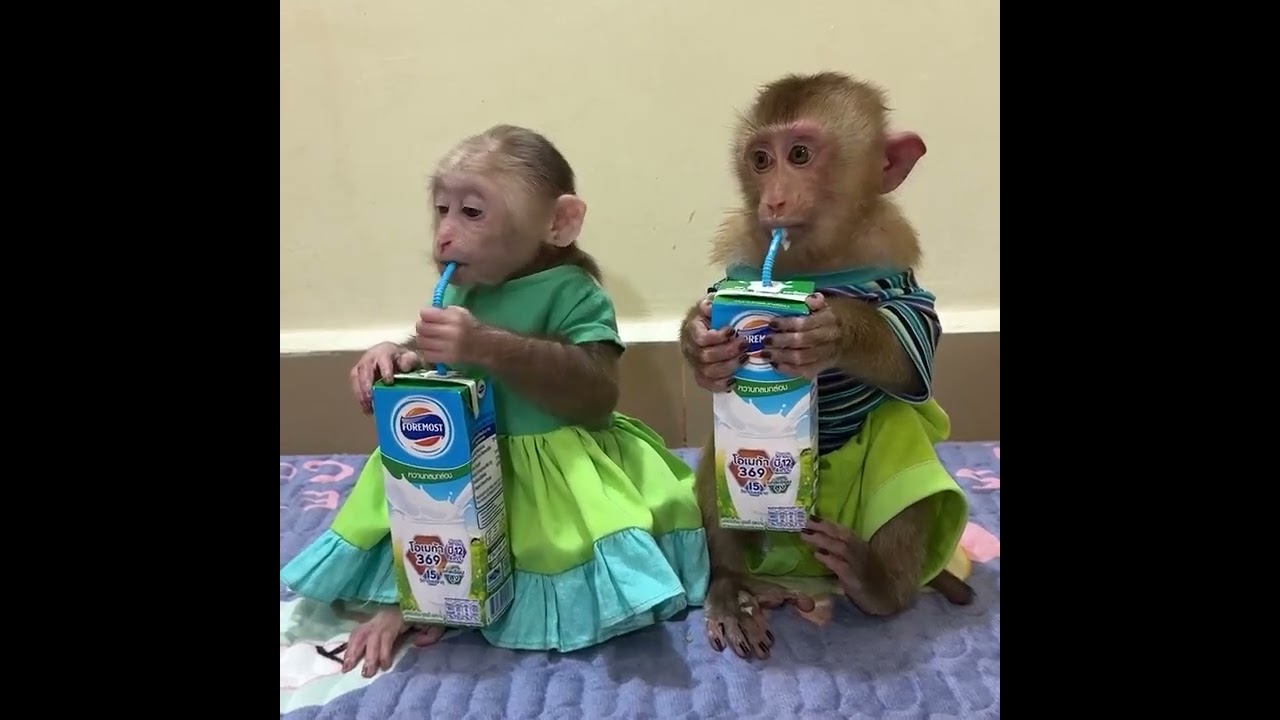 Urgent Help....Mommy Give Hard Lesson To Baby Monkey#lovely#cute#adorable#newborn#animals#ree