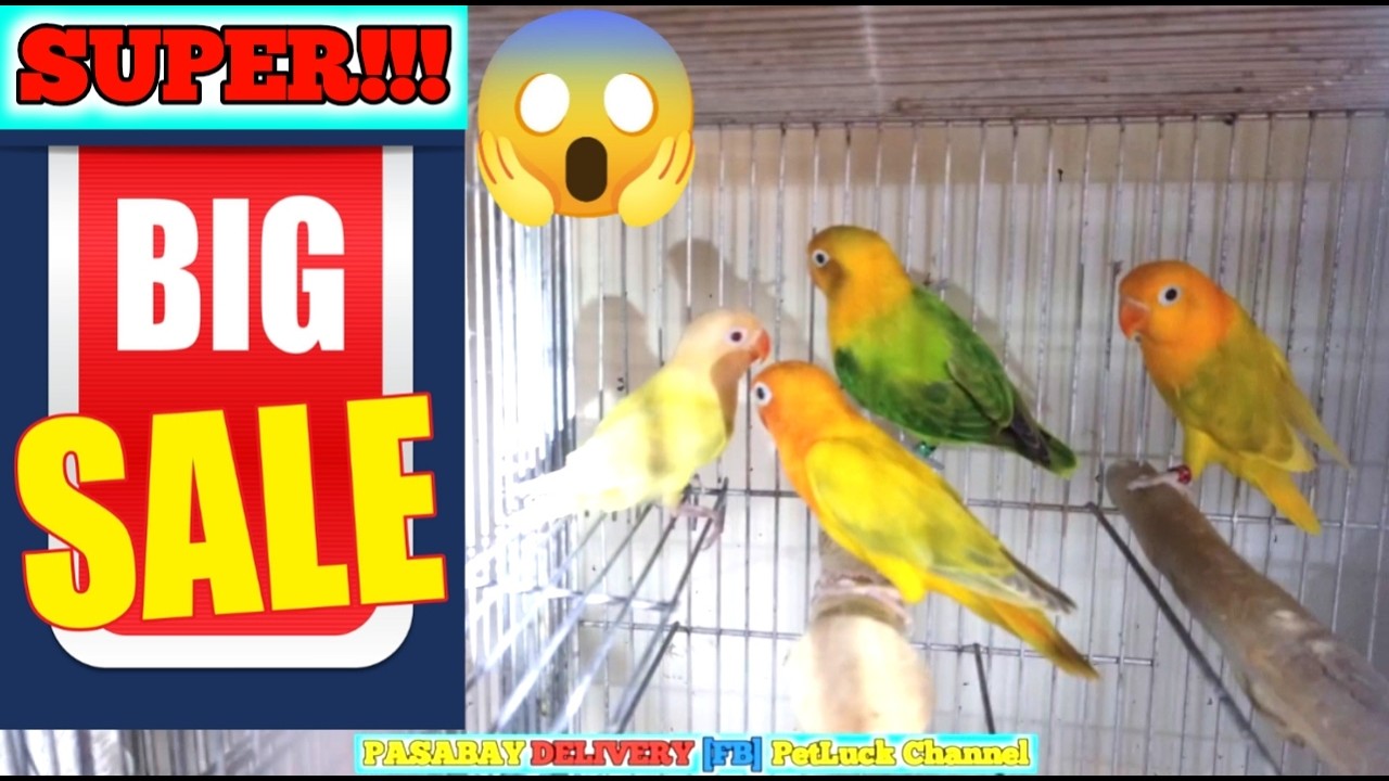 LOVEBIRDS SUPER BIG SALE