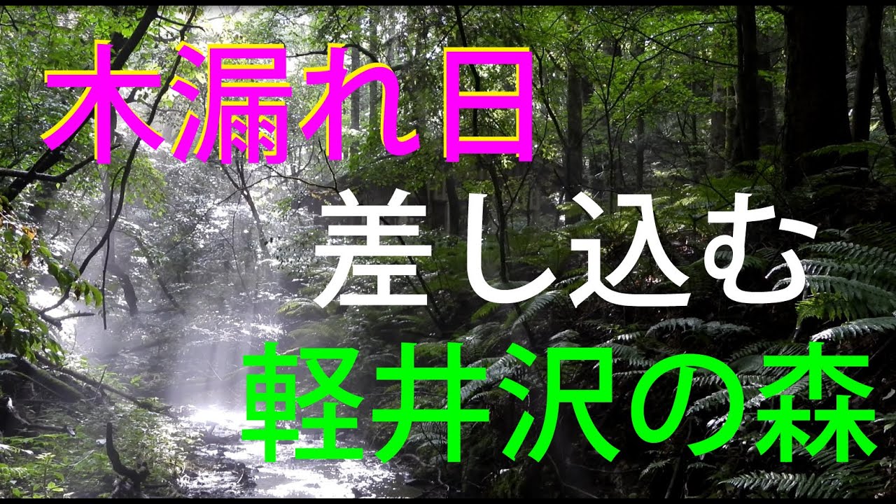 雨上がりの朝木漏れ日差し込む軽井沢野鳥の森【癒し】4K【Karuizawa Wild Bird Forest with the sun shining through the trees】