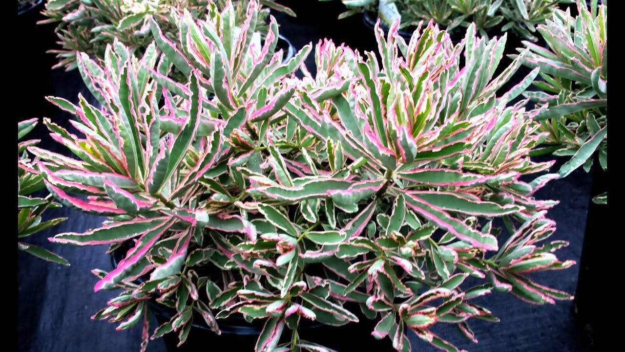 Best Perennials - Euphorbia 'First Blush' (Cushion Spurge)
