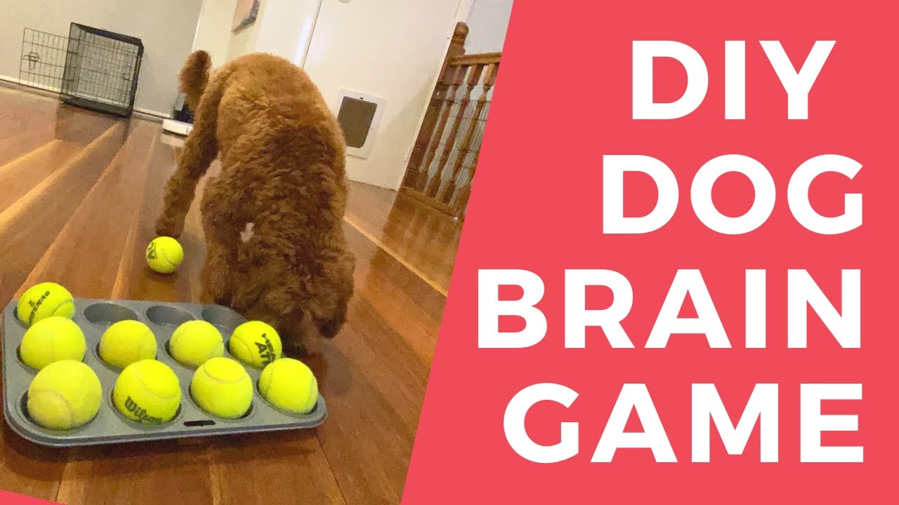 Muffin Tin DIY Dog Brain Game