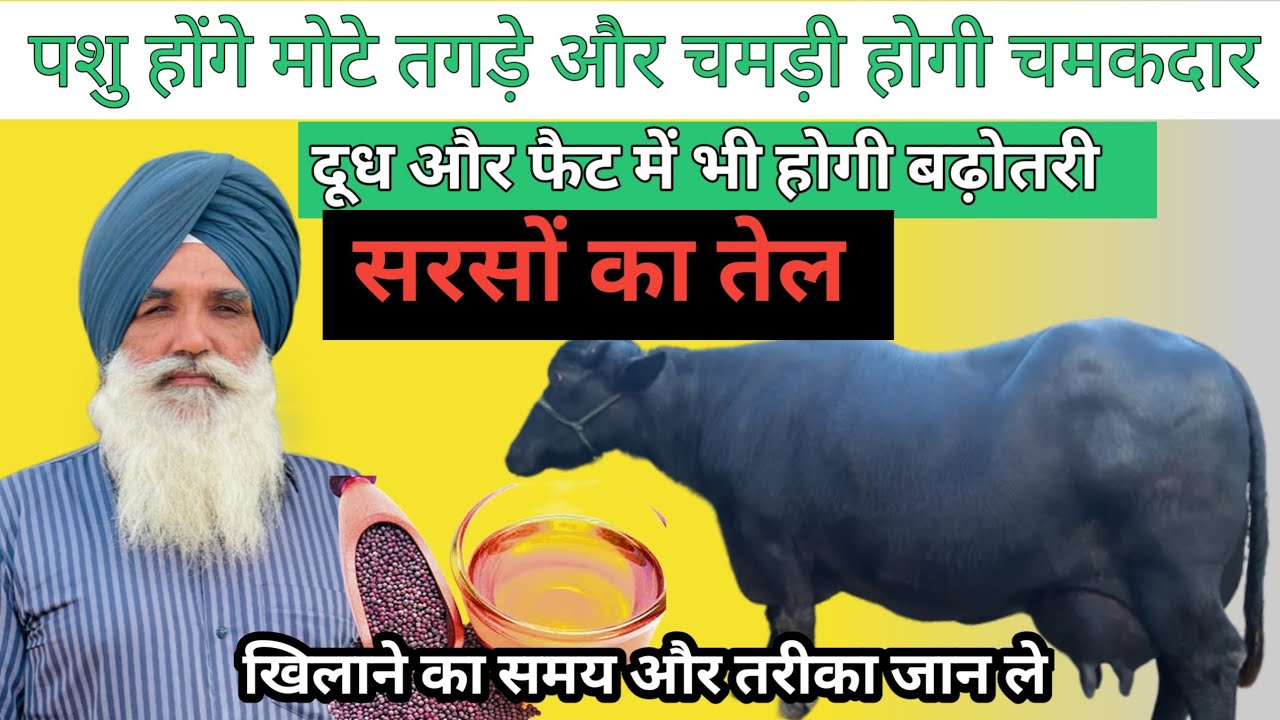 अपने जानवर को दें सरसों का तेल ।दूध और फैट में होगी बढ़ोतरी।