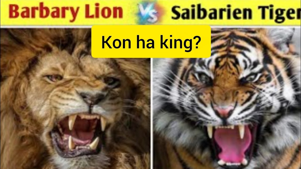 Siberian tiger vs Barbary lion 🦁 🐅 Kon ha Takt wr 