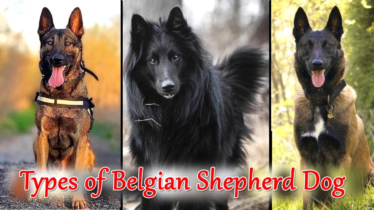Different Types of Belgian Shepherd Dog II Types of Belgian Shepherd Dogs