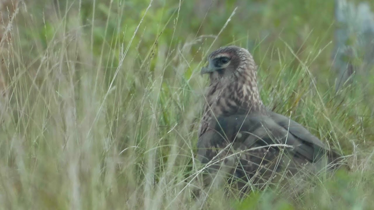 Hen Harrier / Myrhauk in Finland. GH5S 240fps slowmotion