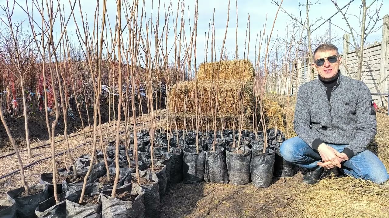 Саженцы хурмы с закрытой корневой. Лучшие сорта 